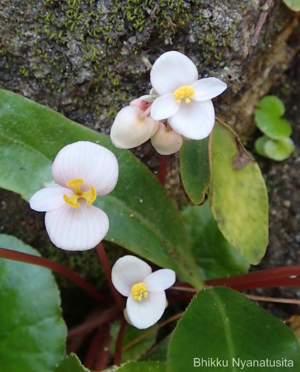 Begonia tenera Dryand.